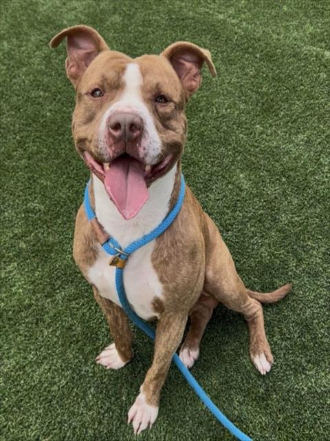 Buster Brown