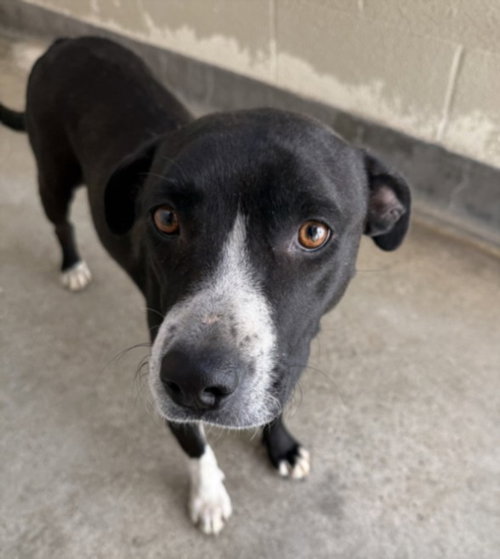 QUEENIE, an adoptable Pointer in Los Angeles, CA