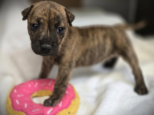 NUGGET, an adoptable Pointer in Los Angeles, CA