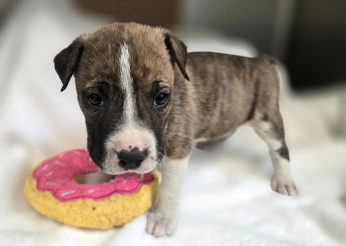 TAMMY, an adoptable Pointer in Los Angeles, CA