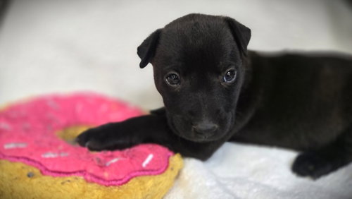 SISSY, an adoptable Pointer in Los Angeles, CA
