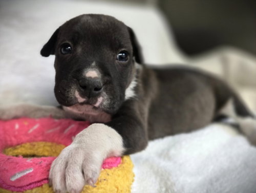 NEMIAN, an adoptable Pointer in Los Angeles, CA