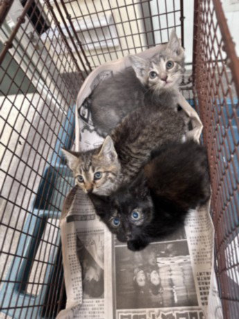 WOOL, an adoptable Domestic Short Hair in Los Angeles, CA