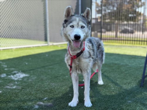 Shasta