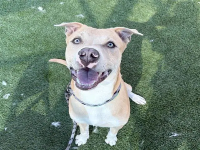 George - Pit Bull Terrier