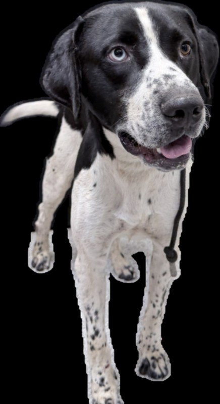 OREO, an adoptable English Pointer in Los Angeles, CA