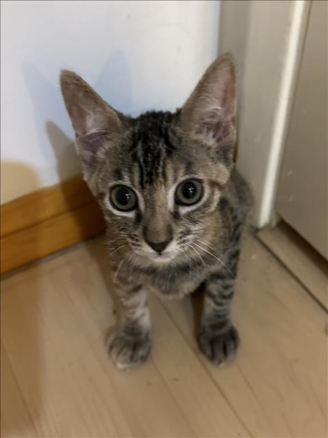 CINDY CLAWFORD, a cat for adoption from North Central Animal Care and Control