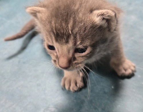 David Meowie