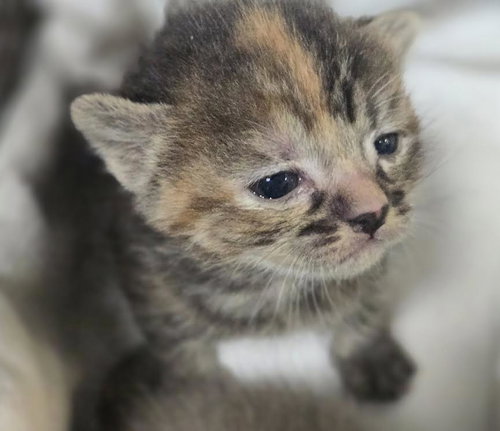 Cat Benitar