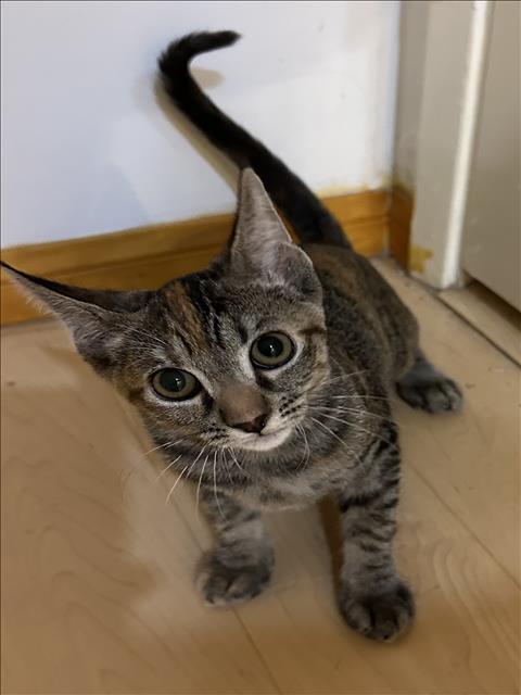 CAT BENITAR, a cat for adoption from North Central Animal Care and Control