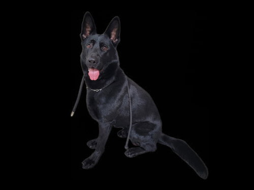 RANGER, an adoptable German Shepherd Dog in Los Angeles, CA