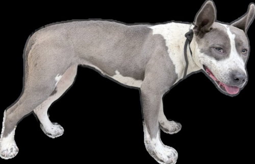 TIPPY, an adoptable Staffordshire Bull Terrier in Los Angeles, CA