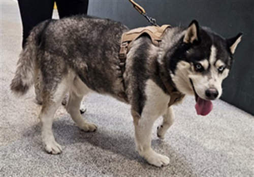 OLIVER, an adoptable Siberian Husky in Los Angeles, CA