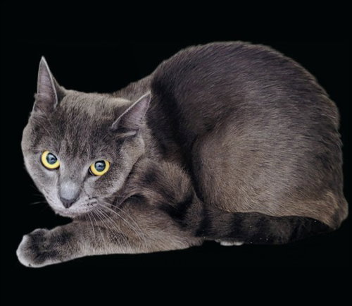 Meowser