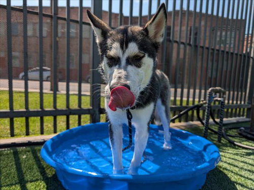 SCAMPI, an adoptable Siberian Husky in Los Angeles, CA