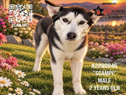 SCAMPI, a dog for adoption from North Central Animal Care and Control
