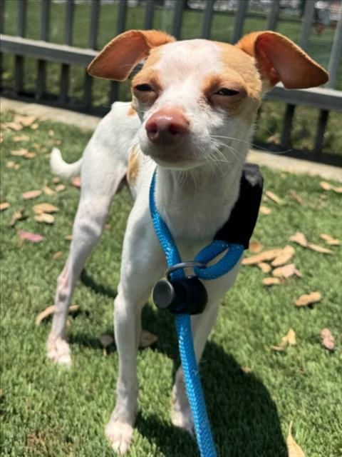 SNOOPY, an adoptable Chihuahua in Los Angeles, CA