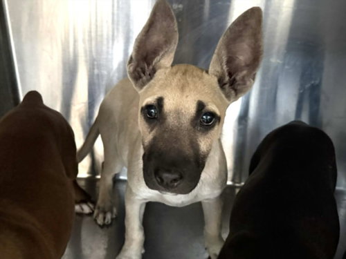 DAFFY, an adoptable Staffordshire Bull Terrier in Los Angeles, CA