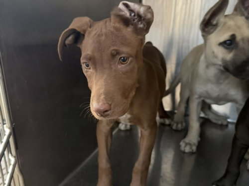 GOOFY, an adoptable Staffordshire Bull Terrier in Los Angeles, CA