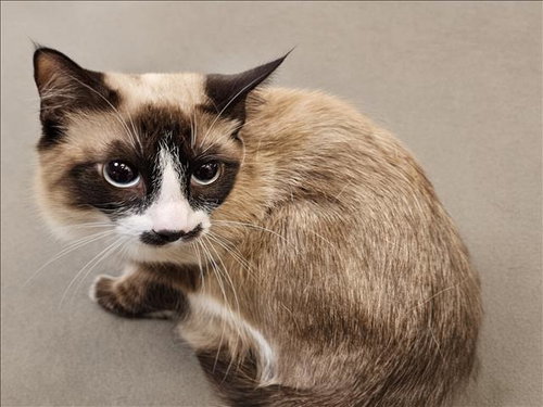 LUNA, an adoptable Domestic Short Hair in Los Angeles, CA