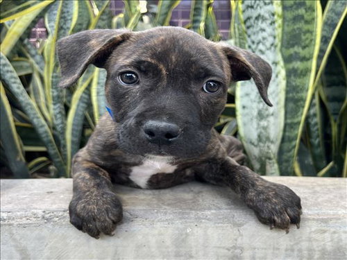 BRADS - Pit Bull Terrier available for adoption