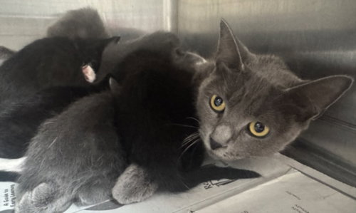 ASH, an adoptable Domestic Short Hair in Los Angeles, CA