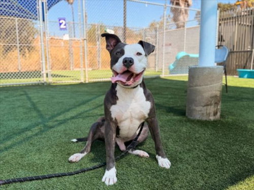 Chico, Pit Bull Terrier (medium coat)
