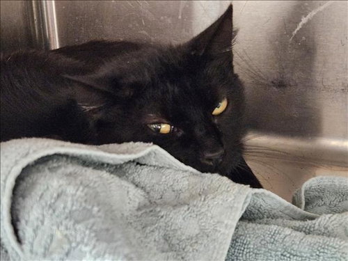 BETTY - Domestic Short Hair available for adoption