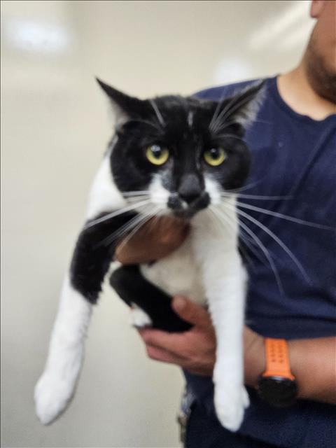HOWL - Domestic Short Hair available for adoption