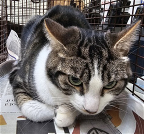 MOON - Domestic Short Hair available for adoption