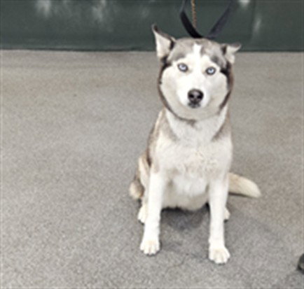 LASSY - Siberian Husky available for adoption