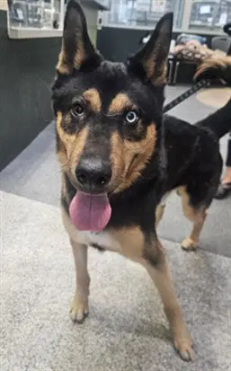 Oso - German Shepherd Dog