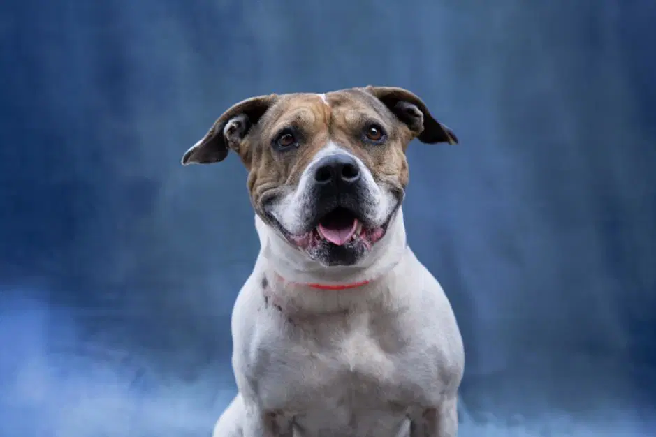 Loreta - Pit Bull Terrier