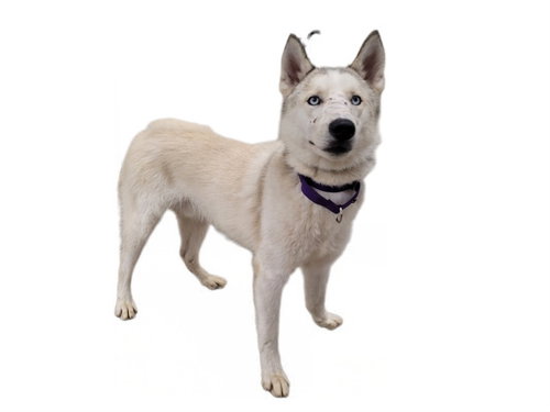 SNOW, an adoptable Alaskan Malamute in Los Angeles, CA