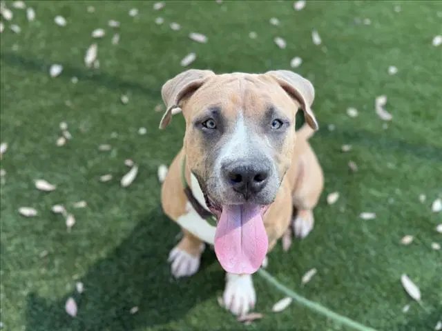 Maxwell - Pit Bull Terrier