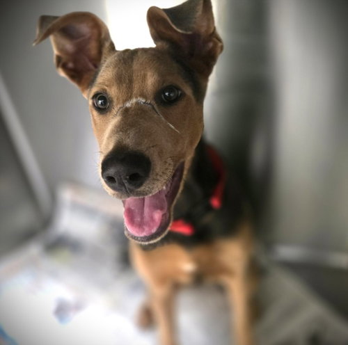 Chevy