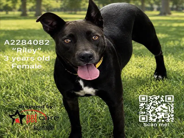 Riley - Pit Bull Terrier