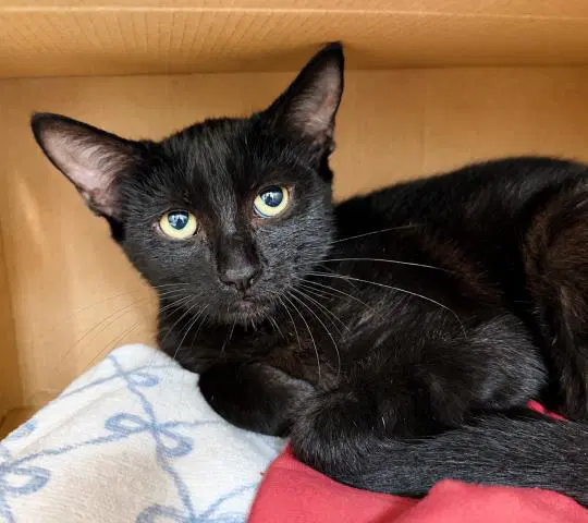 Jim - Domestic Short Hair