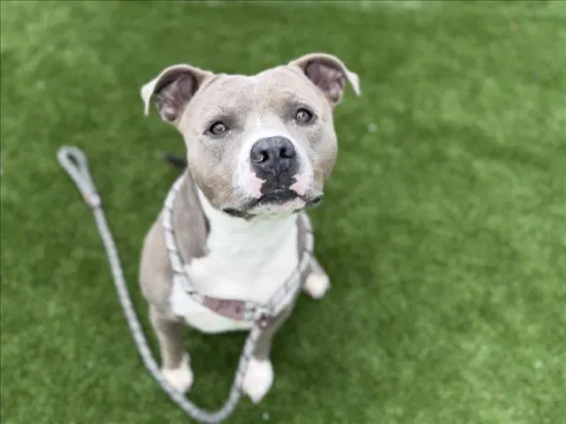 Bently - Pit Bull Terrier