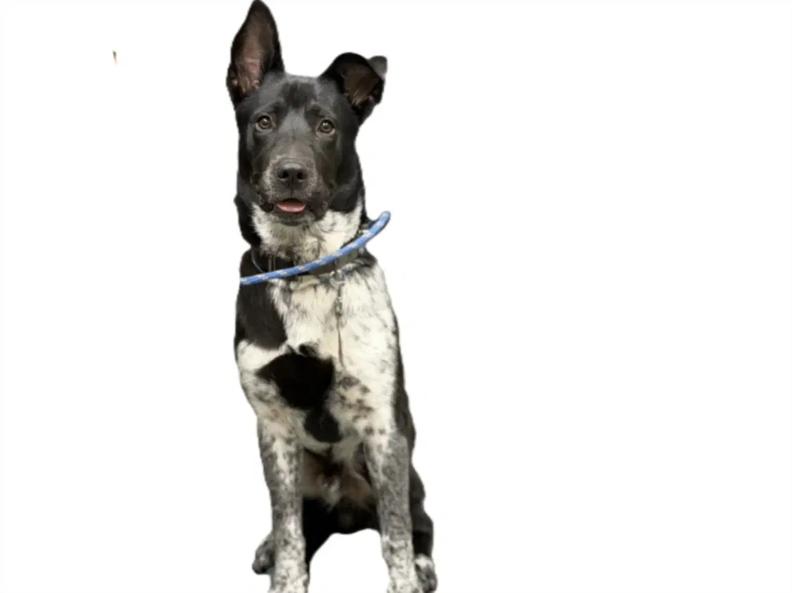 Vince - Australian Cattle Dog/Blue Heeler