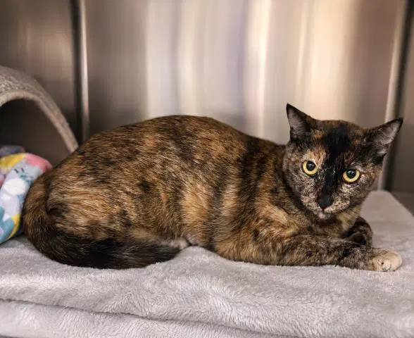 Unknown - Domestic Short Hair