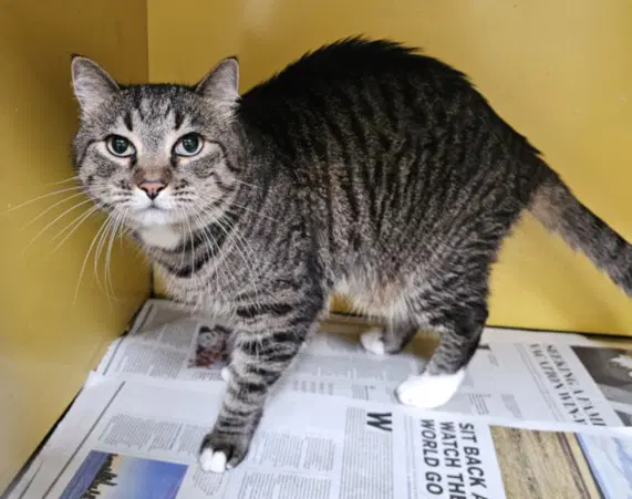 Ashat - Domestic Short Hair