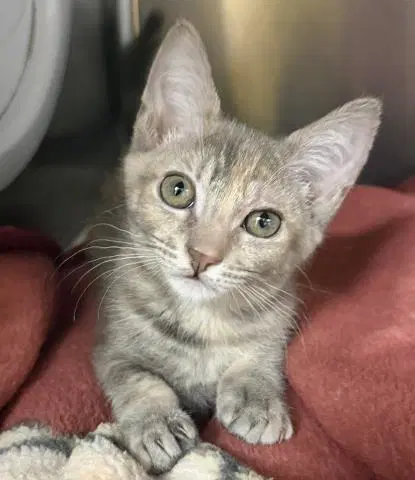 Abbey Tabby - Domestic Short Hair