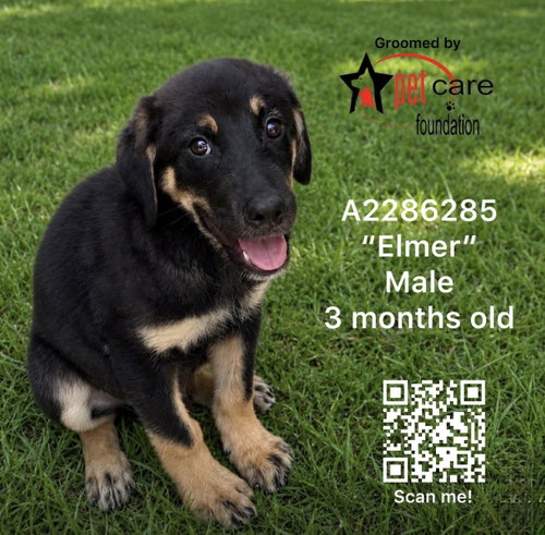 Elmer
