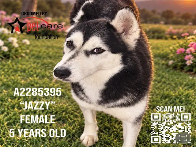 Jazzy - Siberian Husky