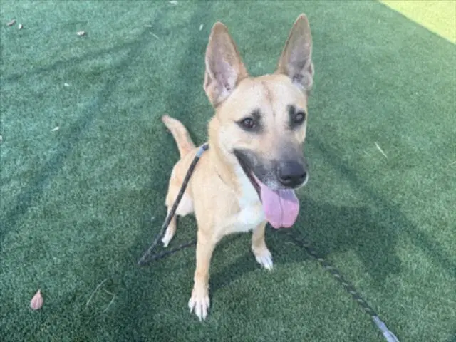 J Lo - German Shepherd Dog