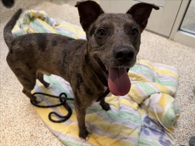 Krypto - Australian Cattle Dog/Blue Heeler