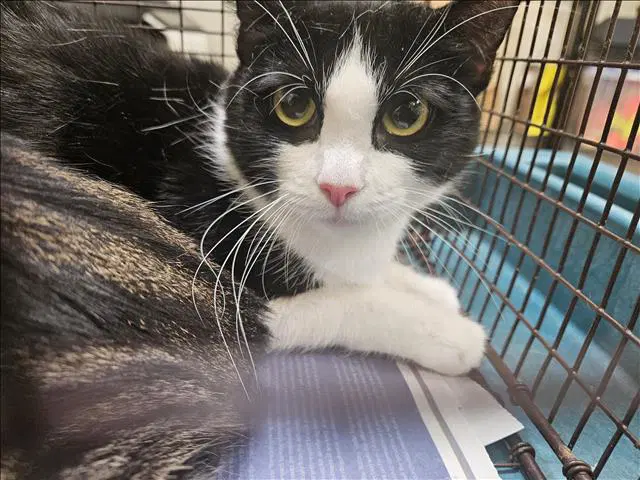 Mifi - Domestic Short Hair