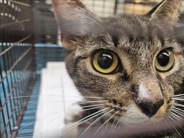 Fifi - Domestic Short Hair