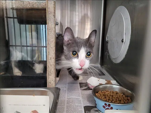 Chandra - Domestic Short Hair
